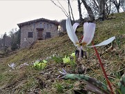 49 Dente di cane-Erithronium dens- canis al Rif Monte Zucco ai Foppi